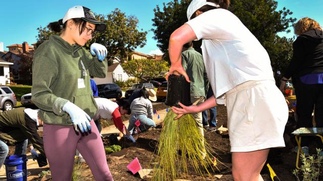 Landscape workshop, participants working in front yard, planting drought tolerant plants.