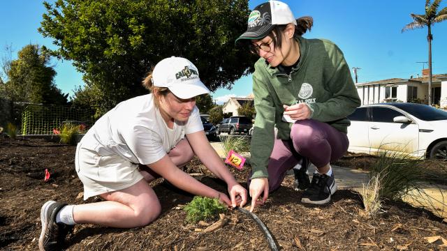 Two women installing drip irrigation line. 