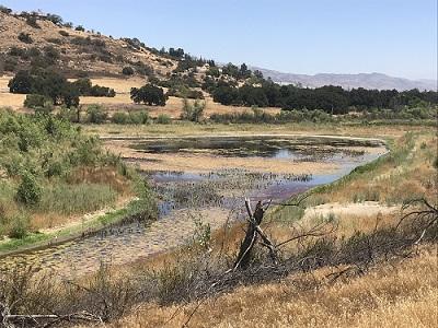 Chatsworth Ecology Pond - 2018