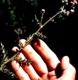 Photo of saltcedar branch