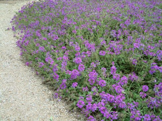 Homestead Purple flower