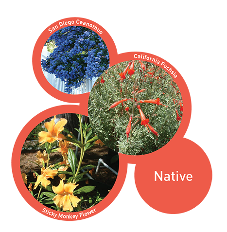 Native Plants Image