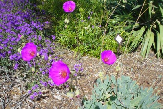 Rock Purslane flower