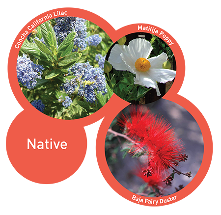 Native Plants Image