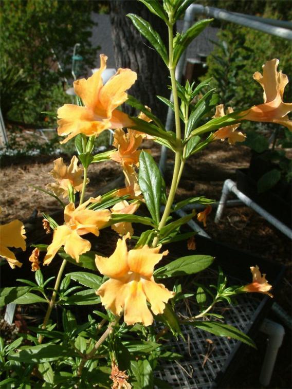 Sticky Monkey flower