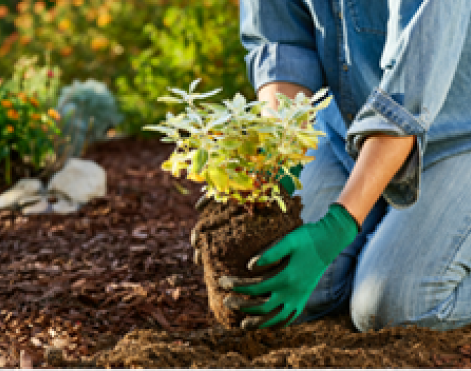 Person wearing gardening gloves holding a plant ready to put in the ground.  