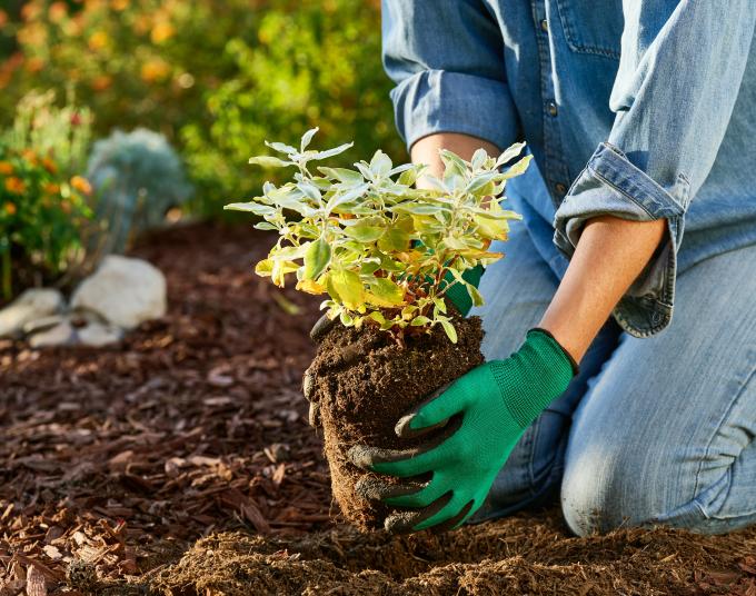 Person planting a small plant in the ground