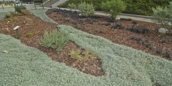 Drought-tolerant landscaping in front of LADWP’s John Ferraro Building.