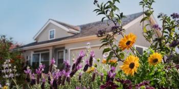 Yellow and purple drought tolerant plants in a front yard with a house in the background