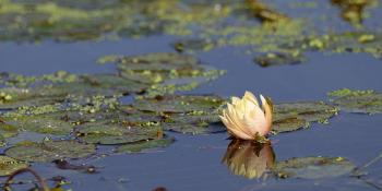 A lotus flower floating in a pond